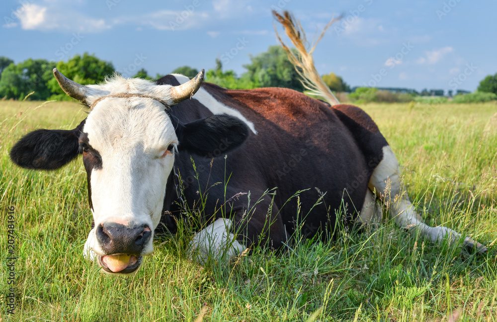 Cow on a spring farm pasture. Very funny black and white cow lies on the  grass and looks at the camera. Farm animals. Stock Photo | Adobe Stock