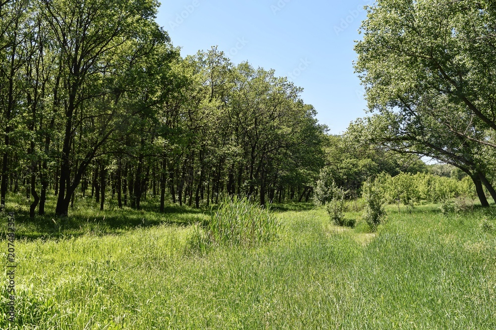 Obraz premium Steppe trees foliage