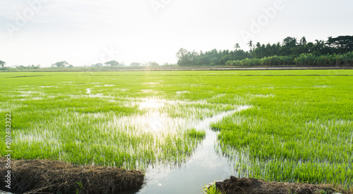 Beautiful green Rice field with blue sky in the morning.