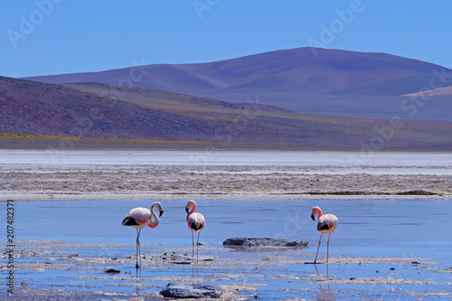 Andean Flamingos, phoenicoparrus andinus, feeding at Laguna De Mulas Muertas near Paso Pircas Negras, Argentina, South America