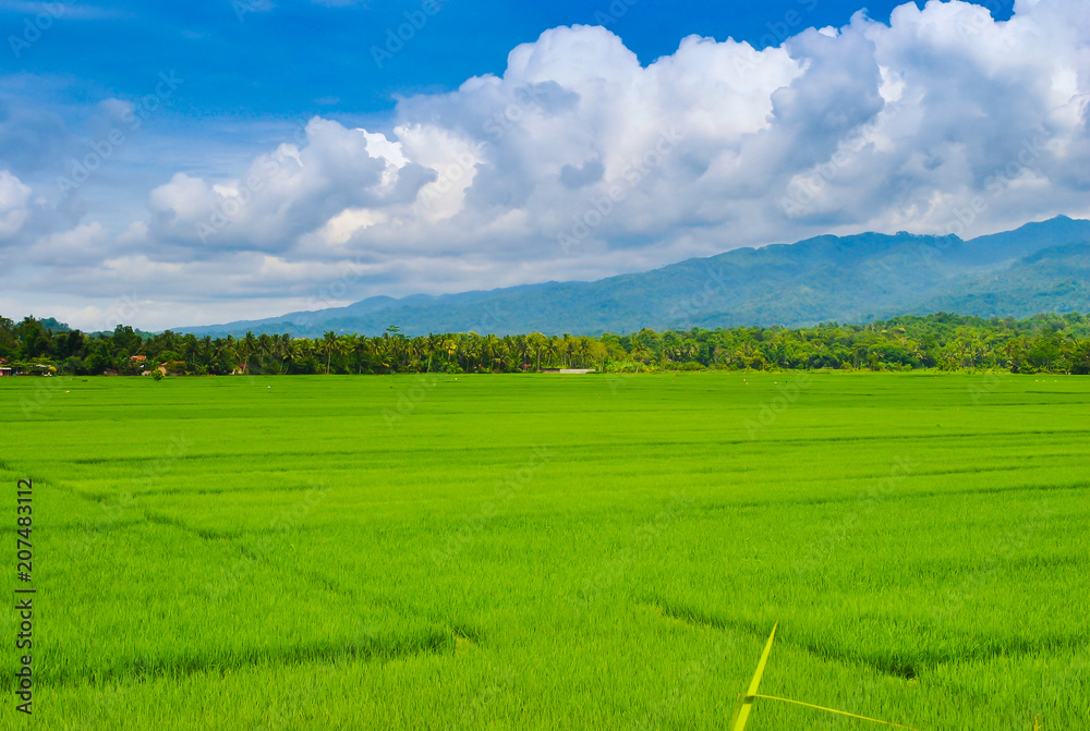 Vast lush green rice padi field with volcano mountain at the horizon in Java Indonesia Vast lush green rice padi field with volcano mountain at the horizon in Java Indonesia