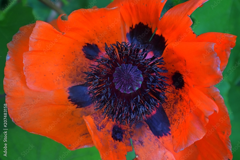 Close-up of of red papaver rhoeas (red poppy) flower on the summer field. Macro photography of nature in cottage garden in Utah. USA. Close-up of of red papaver rhoeas (red poppy) flower on the summer field. Macro photography of nature in cottage garden in Utah. USA.