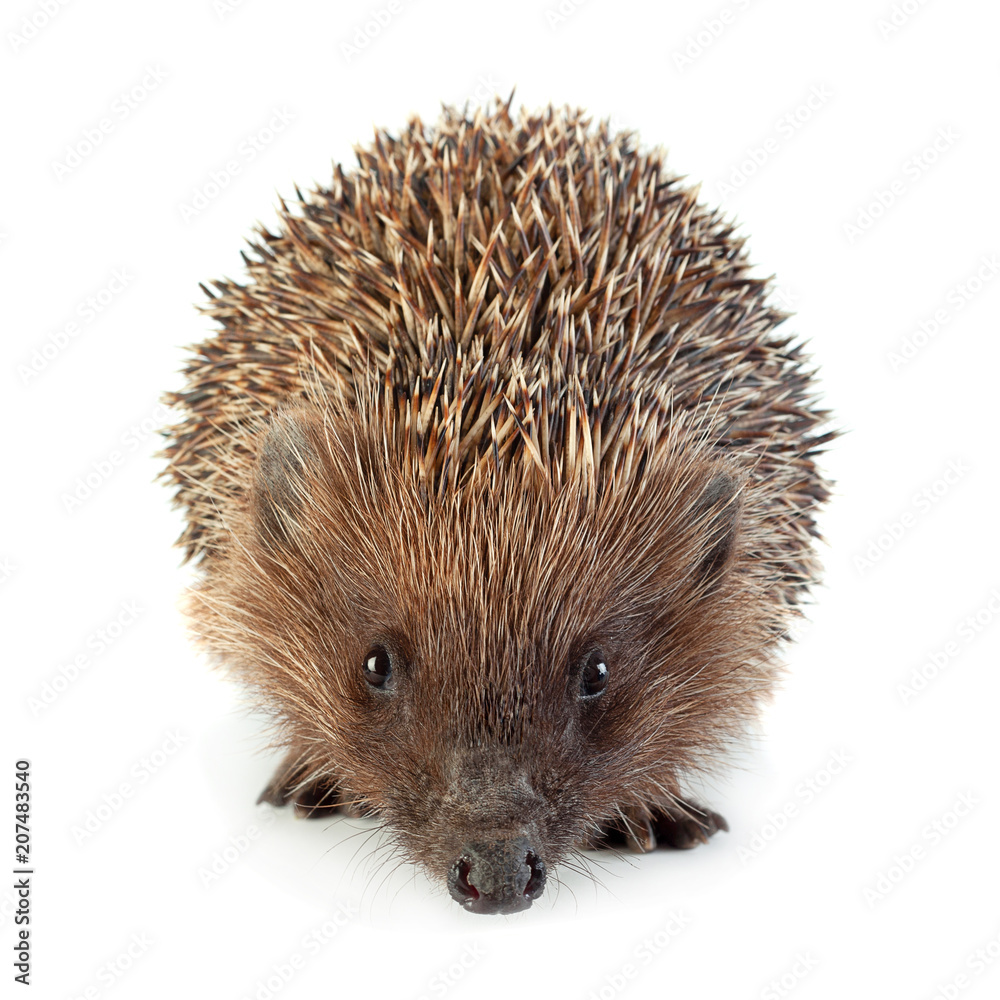 Obraz premium Hedgehog aniamal on white