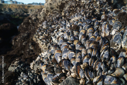 wall of mussels on rocks
