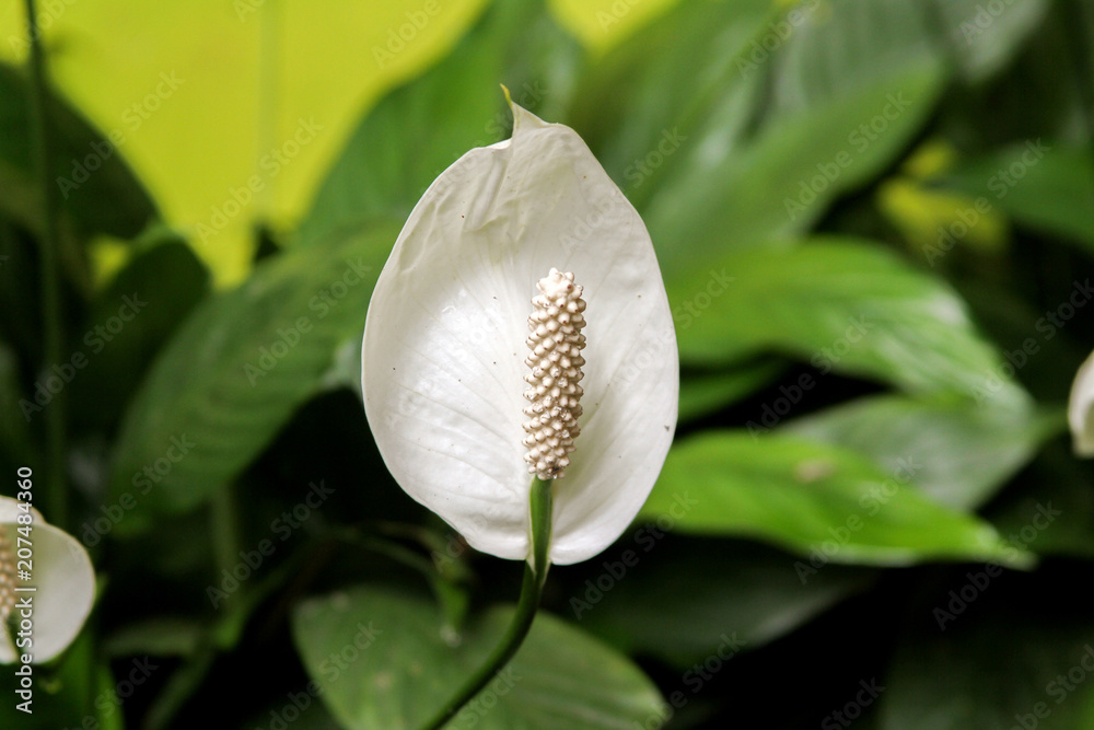 White Anthurium White Anthurium