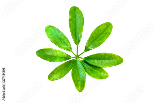 Green Leaves Isolated On White Background