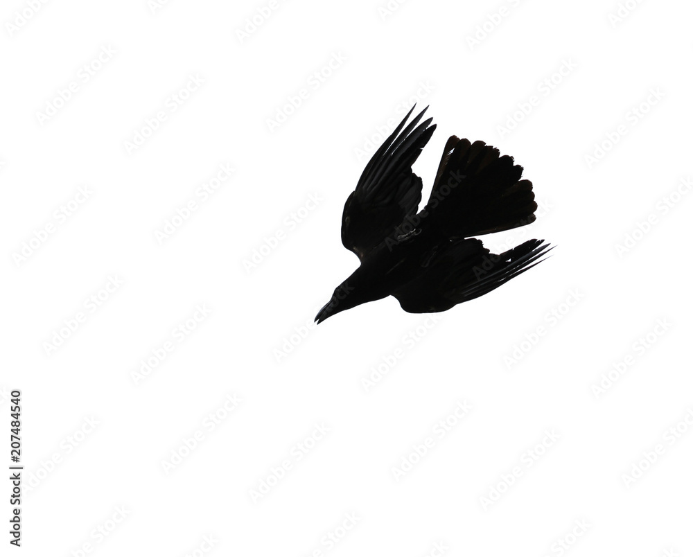 Fototapeta premium Silhouette of crow isolated on white background