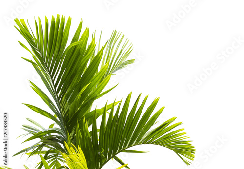 Green palm leaf isolated on white background