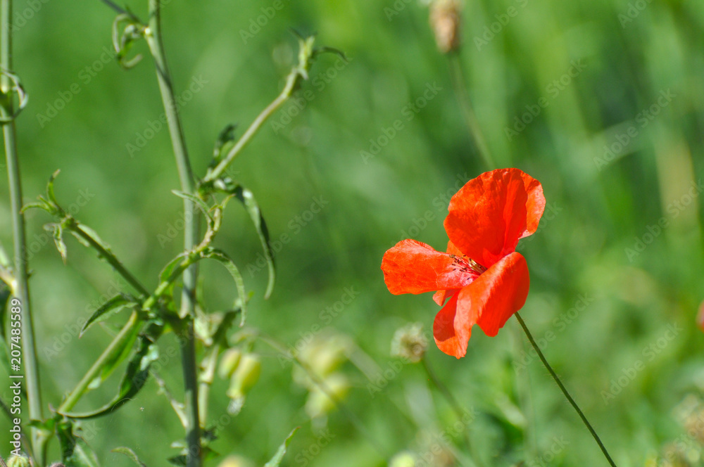 Obraz premium Wild poppy flower. Poppy flower on meadow