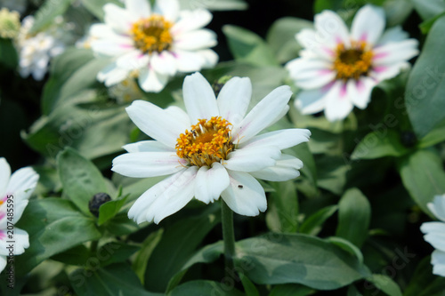 Flowers exposed on Floraart  51 international garden exhibition in Zagreb