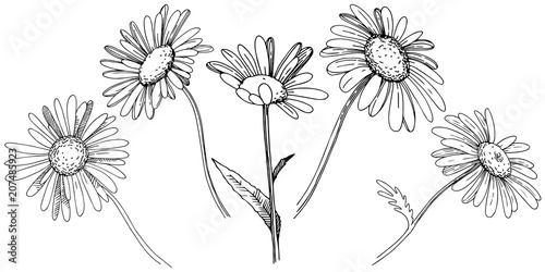 Daisy in a vector style isolated. Full name of the plant: Daisy. Vector flower for background, texture, wrapper pattern, frame or border.