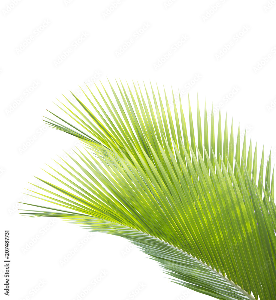 Obraz premium Green coconut leaf isolated on white background
