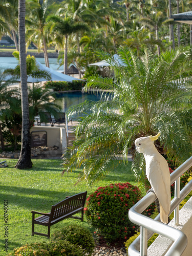 Cockatoo by the pool on Hamilton Island, Australia