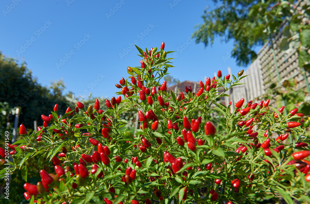 A birds eye chili plant full of little chilies in a summer garden
