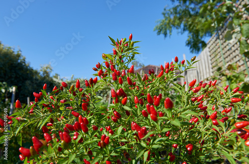 A birds eye chili plant full of little chilies in a summer garden