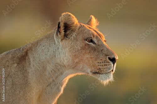 Portrait of an African lioness (Panthera leo), Kalahari desert, South Africa.