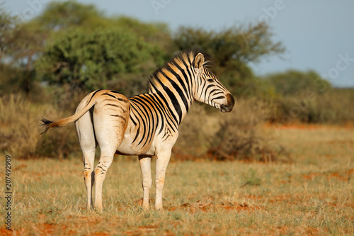 A plains zebra (Equus burchelli) in natural habitat, South Africa.
