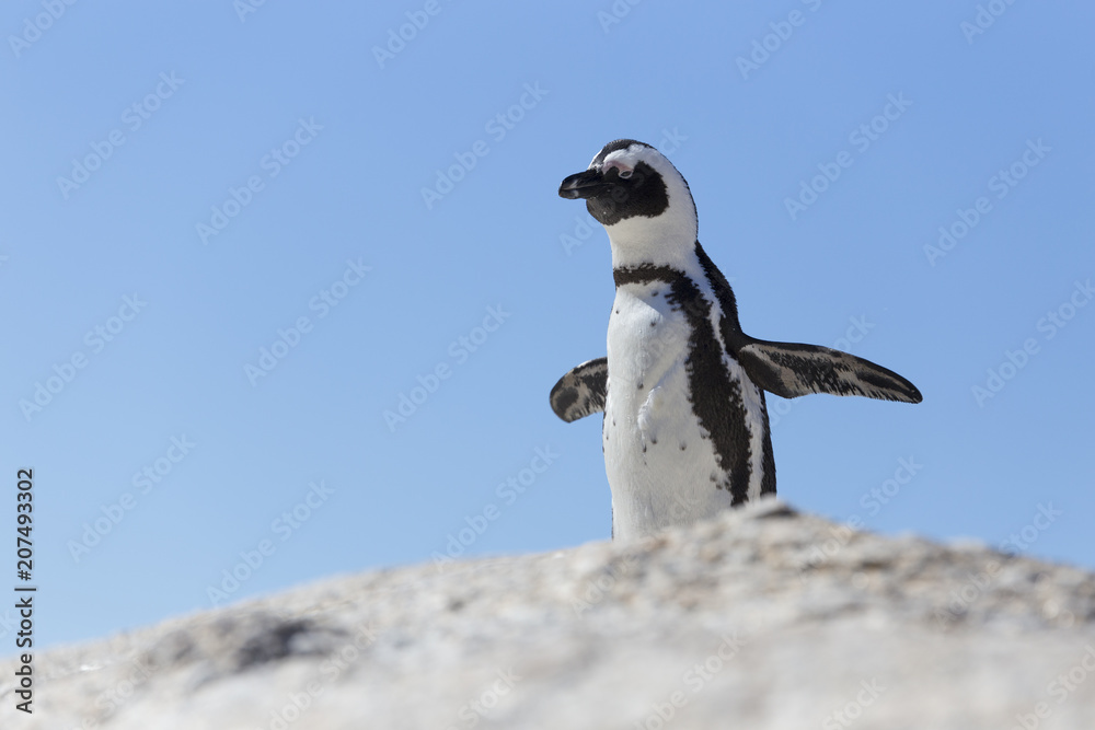 Obraz premium Penguin on a rock is trying to fly