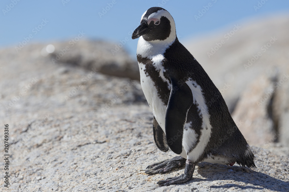 Fototapeta premium penguin on rock looks into the camera