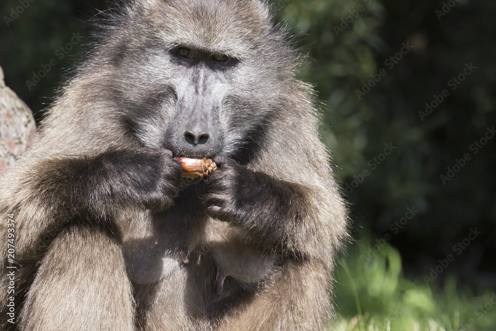 Closeup of eating baboon