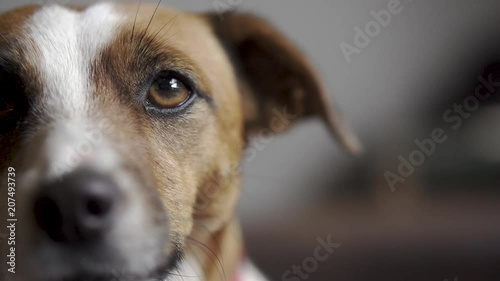 Slow motion close up of a dog looking at the camera