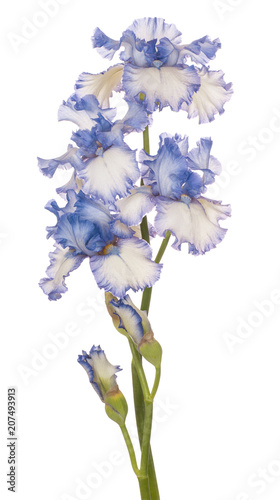 Fototapeta Naklejka Na Ścianę i Meble -  iris flower isolated