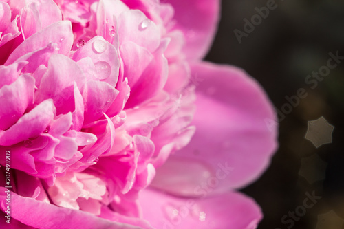 pink flower peony macro