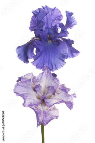 iris flower isolated