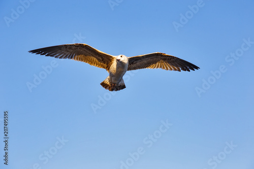 One seagull gliding in the sky