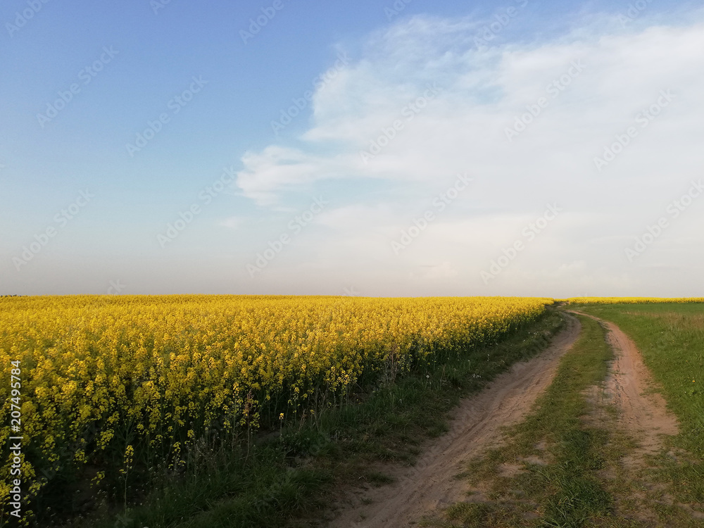 Sandy road in a field with flowers.