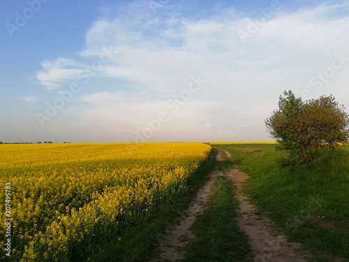 Sandy road in a field with flowers.