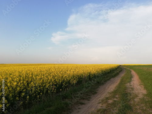 Sandy road in a field with flowers.