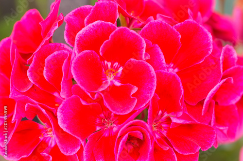 Fototapeta Naklejka Na Ścianę i Meble -  geranium flower view