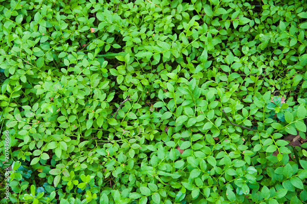 Forest Soil with Grass