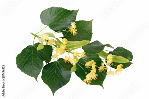 Dekoracja na wymiar  branch-of-linden-flowers-isolated-on-white-background