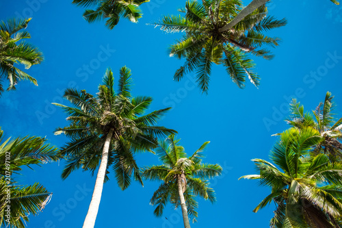 scenery view tropical beach with palm tree and sky background