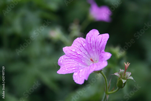 Malva sylvestris. Beautiful pink flower in the garden covered by rain drops