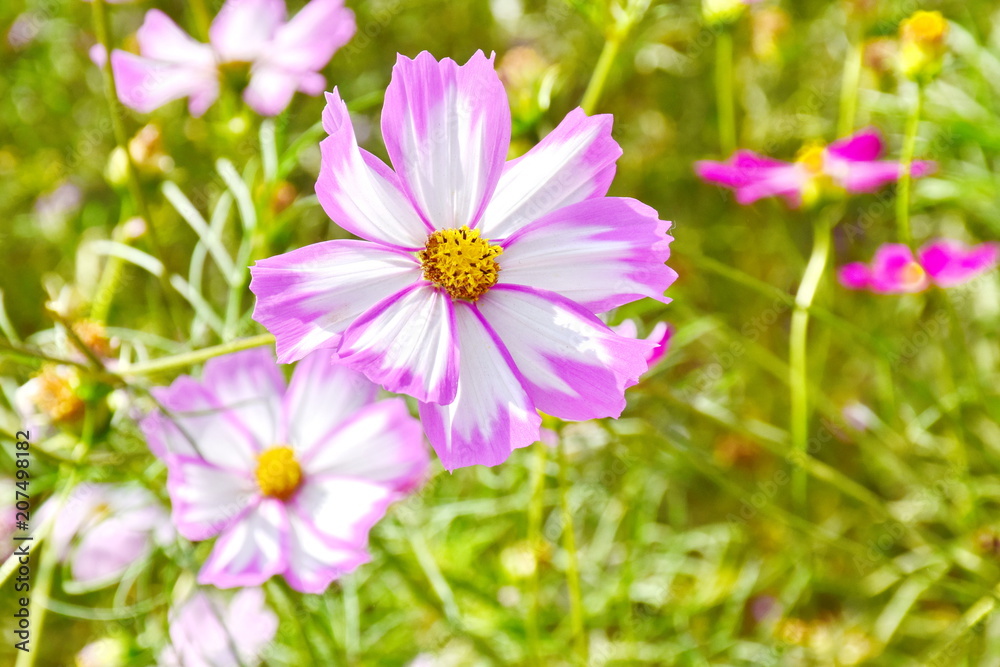 Obraz premium beautiful flowers