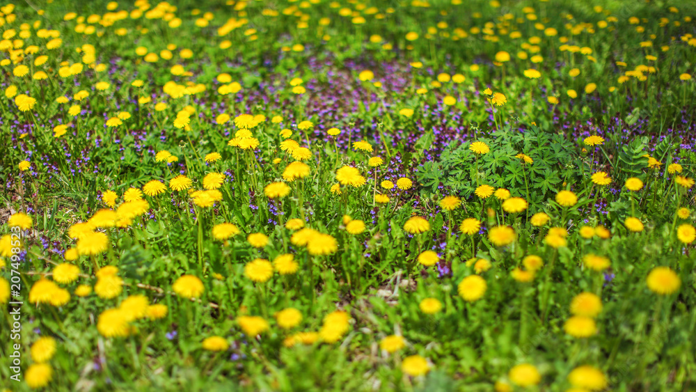 Shallow depth of field shot - spring meadow with yellow dandelions and blurred purple flowers in background. Abstract spring background.