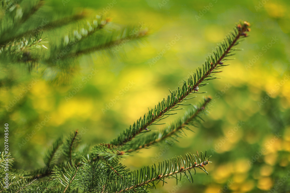 Young branch of pine tree with more coniferous twigs and blurred meadow full of yellow dandelion in background.