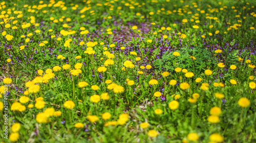 Shallow depth of field shot - spring meadow with yellow dandelions and blurred purple flowers in background. Abstract spring background.