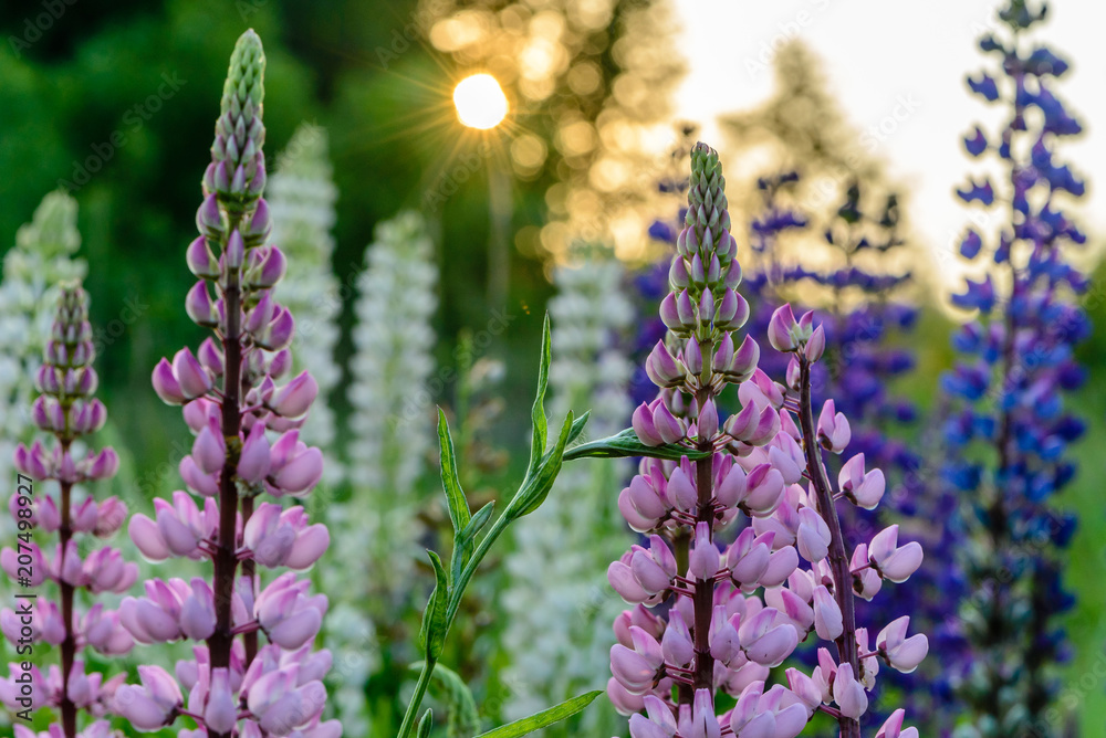 Close-up with pink lupines Close-up with pink lupines