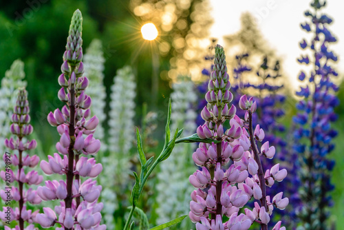 Close-up with pink lupines