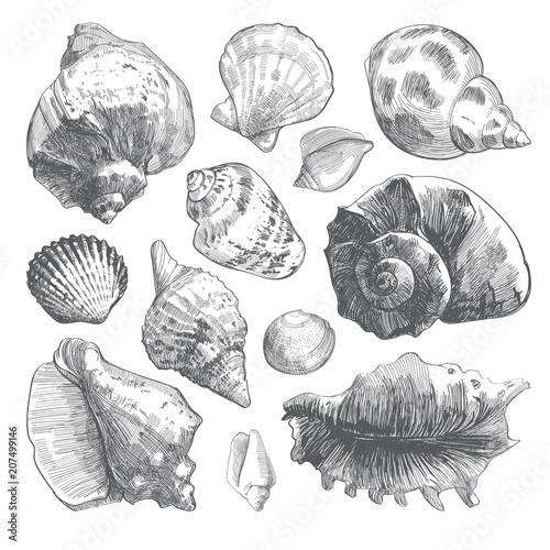 Sea shells sketch set. Grey doodle seashell silhouettes isolated on white background. Vector ocean life hand drawn illustration