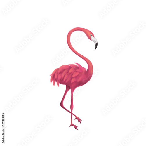 Flamingo over White