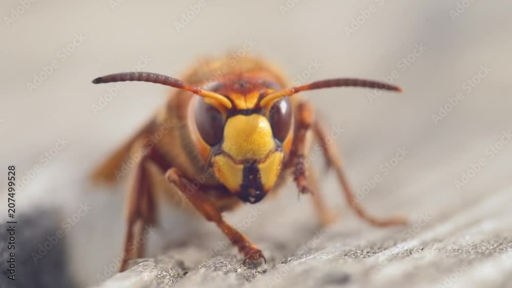 Hornet Animal Insect pest super close up slow motion Hornet Animal Insect pest super close up slow motion