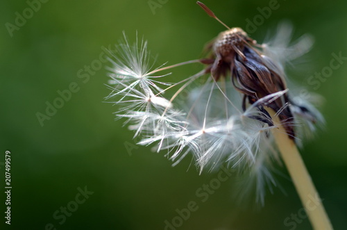 Fototapeta Naklejka Na Ścianę i Meble -  Samenreste an einer Pusteblume