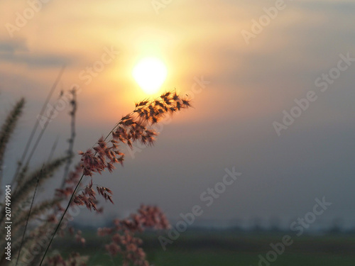 Flower grass Along the way in the summer. It looks bright and beautiful. With soft colors. Feel good and happy.