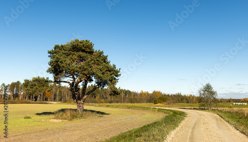 Rustic autumnal landscape with countryside road, lonely pine and mowed cereal...