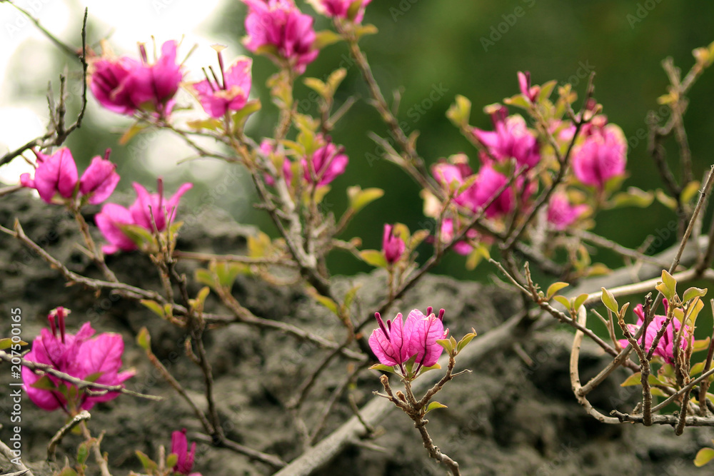pink Bougainvillea flowers growing wild on a hiking trail in Deia, Mallorca, Spain, Espana pink Bougainvillea flowers growing wild on a hiking trail in Deia, Mallorca, Spain, Espana